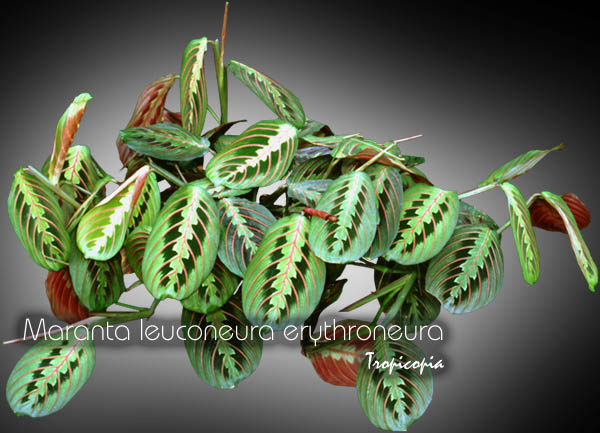 Suspendue - Maranta leuconeura erythroneura - Plante religieuse, Plante qui prie, Plante prieuse - Herringbone, Pink praying plant